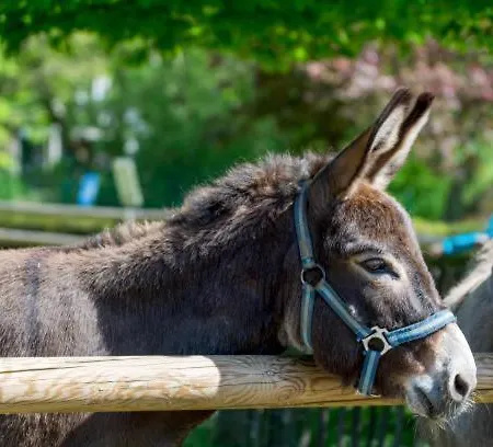 Glamping Alp Hut In Garden Park