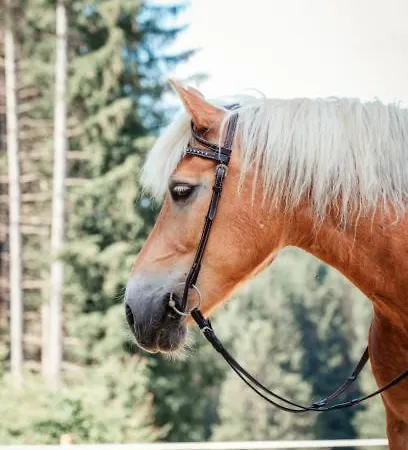 Glamping Alp Hut In Garden Park Camping