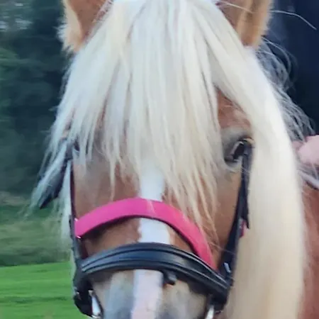 Glamping Alp Hut In Garden Park Camping *