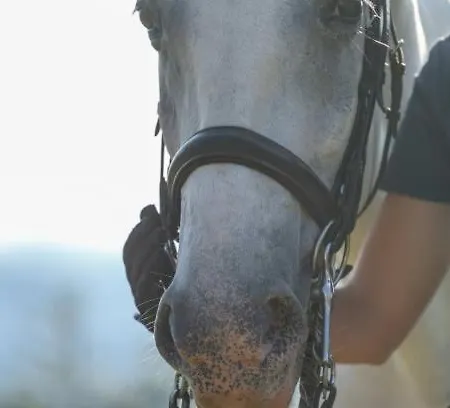Glamping Alp Hut In Garden Park Campingplatz Radovljica