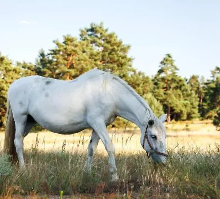 Glamping Alp Hut In Garden Park Campingplatz
