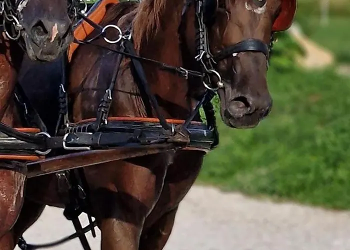 Glamping Alp Hut In Garden Park Kamp alanı *