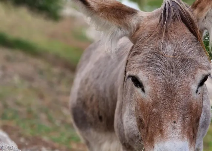 Glamping Alp Hut In Garden Park Kamp alanı Radovljica