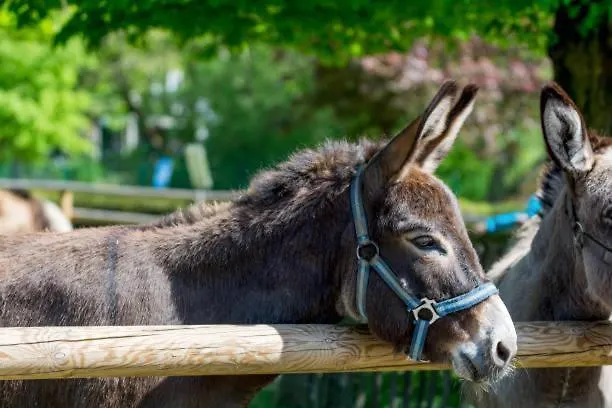 Glamping Alp Hut In Garden Park