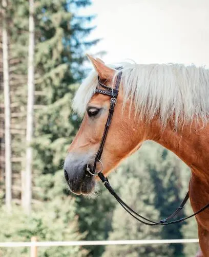 Glamping Alp Hut In Garden Park 캠프장