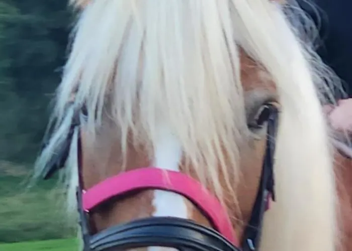 Glamping Alp Hut In Garden Park Kamp alanı *