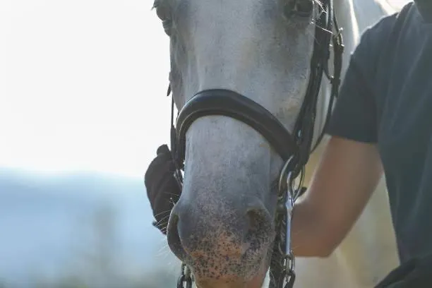 Glamping Alp Hut In Garden Park Kamp alanı Radovljica