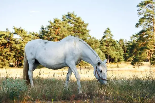 Glamping Alp Hut In Garden Park Kamp alanı
